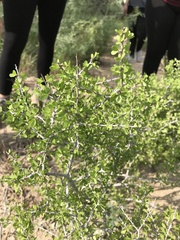 Schaefferia cuneifolia