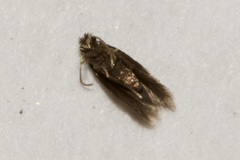 Nepticulidae