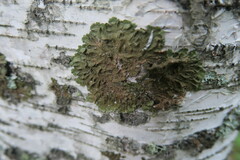 Melanohalea olivacea