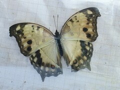 Protogoniomorpha parhassus