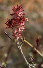 Dyerophytum africanum