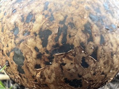 Pisolithus arhizus