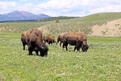 Bison bison