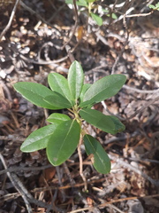 Rhododendron columbianum