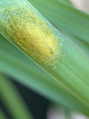 Gasteracantha cancriformis
