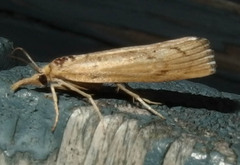 Pediasia trisecta