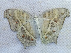 Protogoniomorpha parhassus