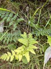 Polystichum setiferum