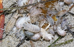 Megalorchestia corniculata