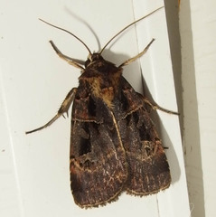 Pseudohermonassa tenuicula