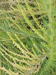 Lespedeza cuneata
