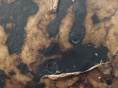 Pisolithus arhizus