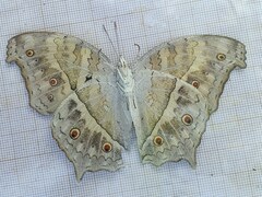 Protogoniomorpha parhassus