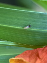 Brachymyrmex obscurior