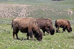 Bison bison