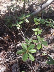 Rhododendron columbianum
