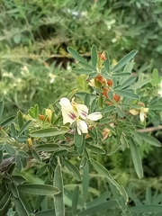 Lespedeza cuneata