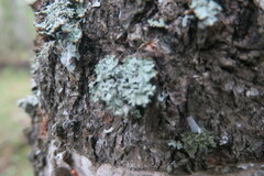 Hypogymnia physodes