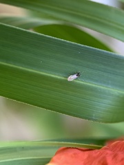 Brachymyrmex obscurior