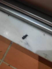 Spondylis buprestoides