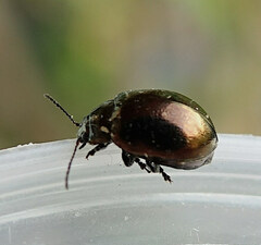 Chrysomelidae