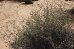 Dyerophytum africanum