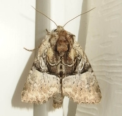 Meropleon diversicolor