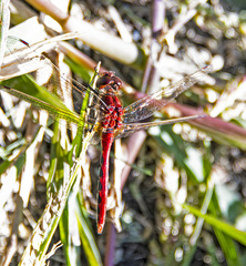 Sympetrum costiferum