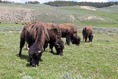 Bison bison