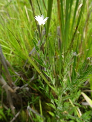 Epilobium strictum