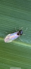 Brachymyrmex obscurior