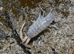 Megalorchestia corniculata
