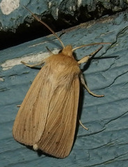Mythimna oxygala