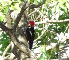 Dryocopus lineatus