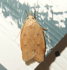 Machimia tentoriferella