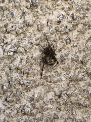 Parasteatoda tepidariorum