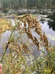 Scirpus