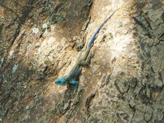 Acanthocercus ugandaensis
