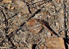 Sympetrum vulgatum