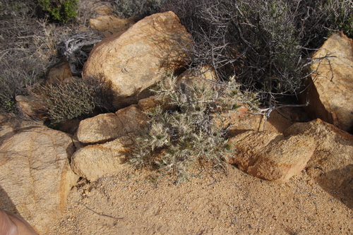 Image of Acanthopsis horrida by (c) Tony Rebelo, some rights reserved (CC BY-SA)