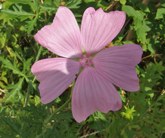 Malva alcea