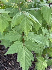 Acer glabrum