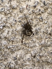 Parasteatoda tepidariorum