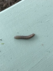 Spodoptera frugiperda