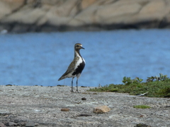 Pluvialis apricaria