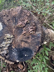 Hymenochaete rubiginosa