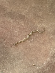 Arizona elegans elegans