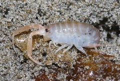 Megalorchestia corniculata
