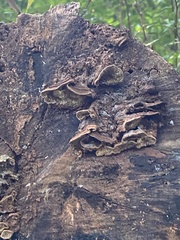 Hymenochaete rubiginosa