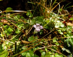 Hesperocodon hederaceus